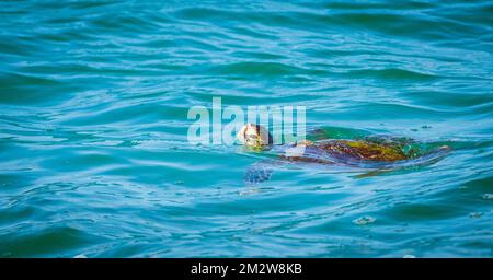 The green sea turtle (Chelonia mydas) comes to the ocean water surface to breathe fresh air. Stock Photo