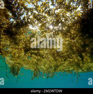 Islands of floating algae. Seaweed Brown Sargassum floating on surface of the water, sun's rays breaking through the thick grass. Underwater shot Stock Photo