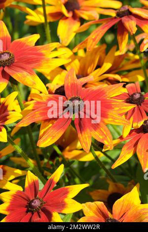 Black-eyed Susan Mia , Rudbeckia Sunbeckia Mia bi-coloured flowers, rust red centres, yellow tips Stock Photo