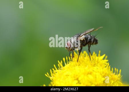 Grey flesh fly (Sarcophaga carnaria), on a yellow flower of goldenrod (Solidago), Wilden, North Rhine-Westphalia, Germany Stock Photo