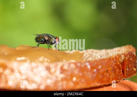 Common green bottle fly (Lucilia sericata), on a jam sandwich, Wilden, North Rhine-Westphalia, Germany Stock Photo