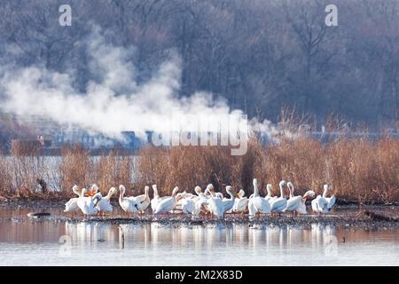 A squadron of pelicans standing in low water while the steam from a cargo barge fills the background Stock Photo