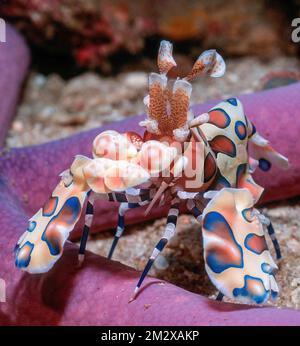 Close-up of eastern harlequin shrimp (Hymenocera picta) feeding on arm of blue linckia (Linckia laevigata), Andaman Sea, Similan Islands, Thailand Stock Photo