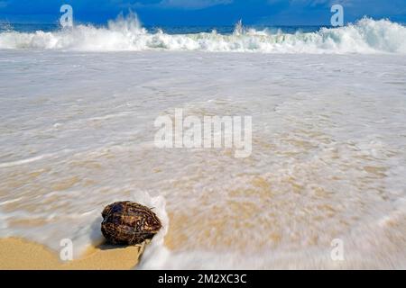 Coconut on the kilometre-long dream beach Anse Intendance, Mahe Island, Seychelles Stock Photo
