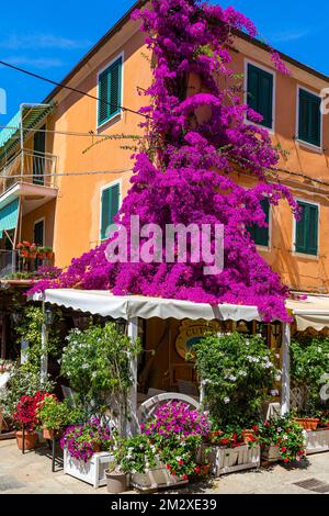 Restaurant with purple bougainvillea (bougainvillea) bush on the facade, Porto Azzurro, Elba, Tuscan Archipelago, Tuscany, Italy Stock Photo