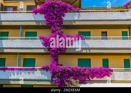 Purple bougainvillea (bougainvillea) bush on the facade of a residential house, Marina di Campo, Elba, Tuscan Archipelago, Tuscany, Italy Stock Photo