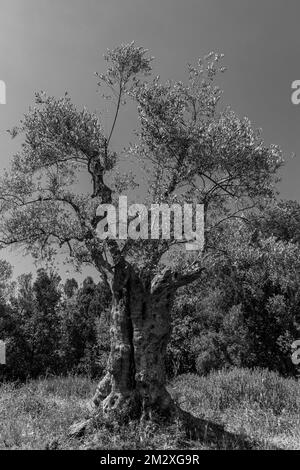 Ancient olive tree (Olea europaea), black and white photograph, Bolgheri, Tuscany, Italy Stock Photo