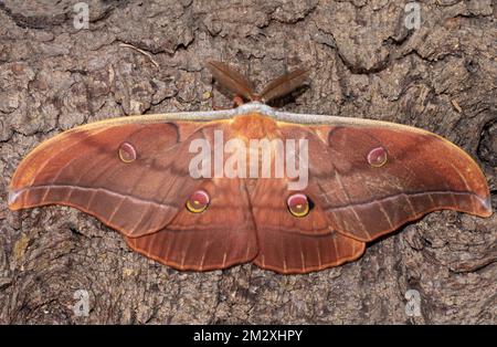 Japanese oak silk moth butterfly with open wings sitting on tree trunk from behind Stock Photo