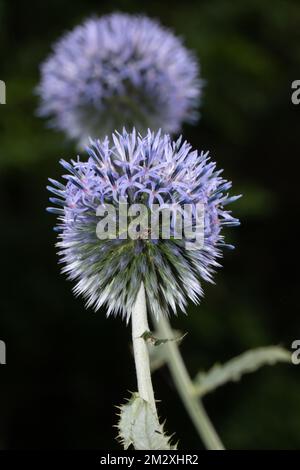 Blue globe thistle two blue flowers in a row Stock Photo