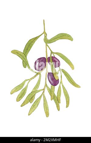 Watercolor hand drawn olive branch illustration Stock Photo - Alamy