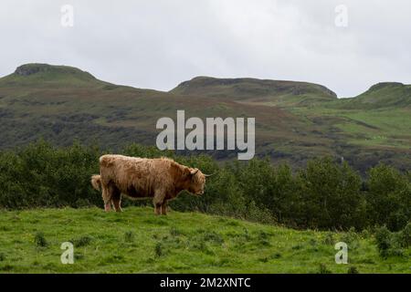 Domestic cattle (Bos taurus) standing on pasture, Highlands, Isle of Skye, Inner Hebrides, Scotland, United Kingdom Stock Photo