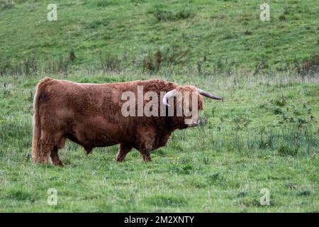 Domestic cattle (Bos taurus), bull, standing on pasture, Highlands, Isle of Skye, Inner Hebrides, Scotland, Great Britain Stock Photo