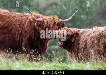 Domestic cattle (Bos taurus) on pasture, mother with young, Highlands, Isle of Skye, Inner Hebrides, Scotland, Great Britain Stock Photo