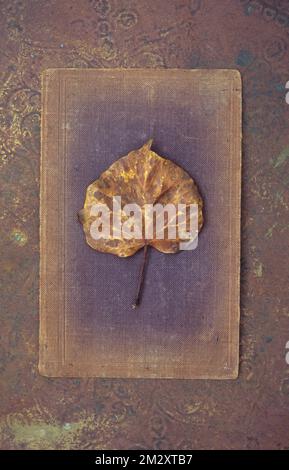 Single brown and yellow autumn leaf of Ivy or Hedera helix lying on old book Stock Photo