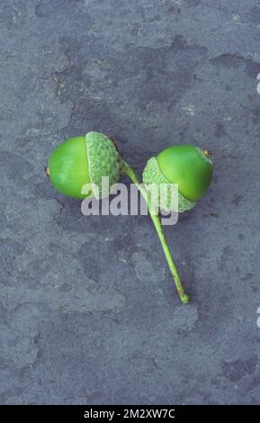 Pair of fresh green acoprns and cups on stem of English oak or Quercus robur lying on grey slate Stock Photo