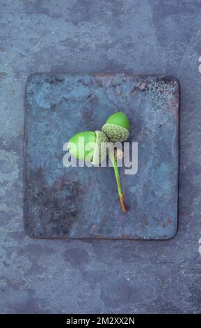 Pair of fresh green acorns and cups on stem of English oak or Quercus robur lying on grey tin Stock Photo