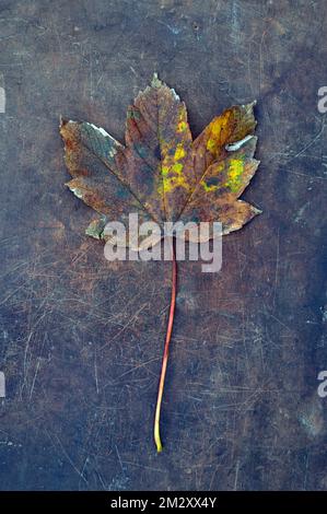 Single autumn  leaf and stem of Sycamore or Great maple or Acer pseudoplatanus tree lying on scuffed leather Stock Photo