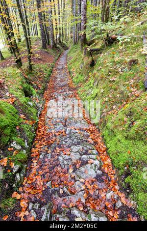 Celtic road, Roman road, Rottweg, historic track road near Klais, Werdenfelser Land, Upper Bavaria, Bavaria, Germany Stock Photo