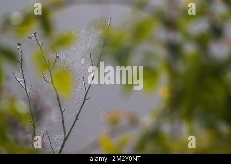 Web of a cross spider (Araneus) on rose branch, spider web, Hesse, Germany Stock Photo