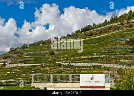 Company sign of the St Jodern Winery in front of vineyards, Heath village Visperterminen, Valais, Switzerland