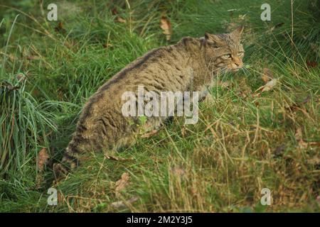Wildcat (Felis silvestris), grass, look, captive Stock Photo - Alamy