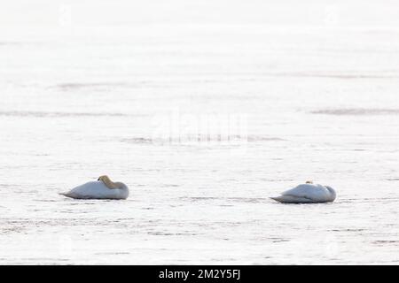 Whooper swans lying on the ice and resting Stock Photo