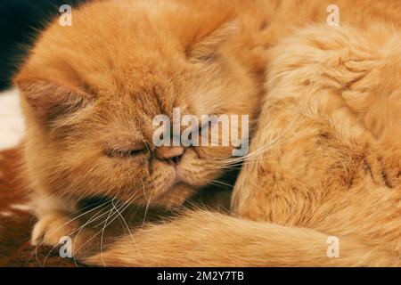 The macro shot of a cute fluffy Persian cat sleeping peacefully Stock Photo
