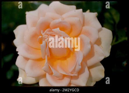 Flower close up, rose, Fenway , Roses. Edmund L. Mitchell Collection ...