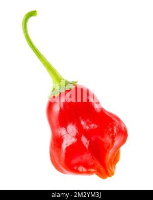 Ripe red chili pepper isolated on a white background. Capsicum baccatum or Bishop's crown pepper Stock Photo