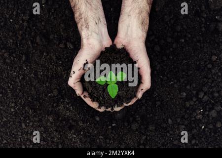 Green sprout growing from ground, new or start or beginning concept Stock Photo