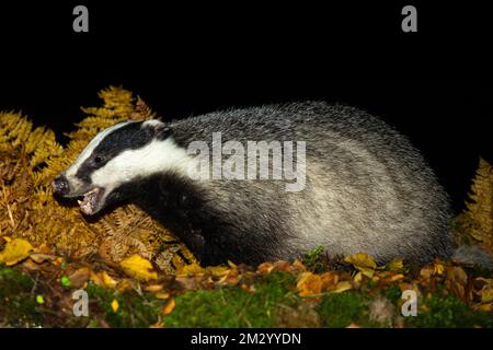 Badger, Scientific name: Meles Meles. Wild, native badger, alarmed and alert with mouth open in Glen Strathfarrar, Scottish Highlands.  Night-time ima Stock Photo