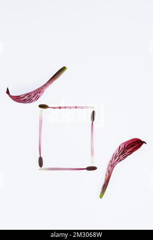 A "frame" made of the stamen and petals of a flower, on a white background. Stock Photo