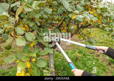 Fruit tree pruning. Garden scissors. Fruit tree pruning for sanitary reasons Stock Photo