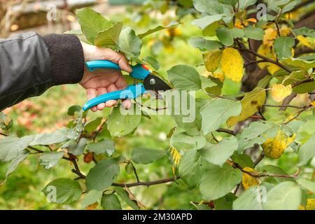 Fruit tree pruning. Garden scissors. Trimming fruit tree branches for sanitation Stock Photo