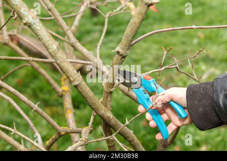 Fruit tree pruning. Garden scissors. Trimming fruit tree branches for sanitation Stock Photo