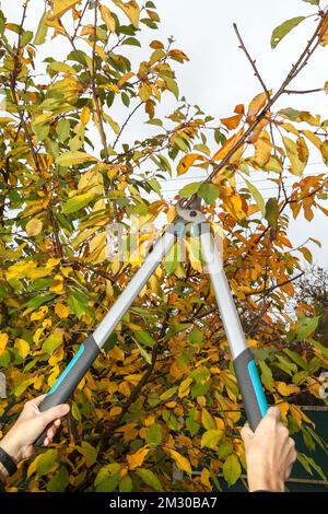 Fruit tree pruning. Garden scissors. In autumn, fruit trees are pruned in a sanitary manner in order to prevent disease Stock Photo