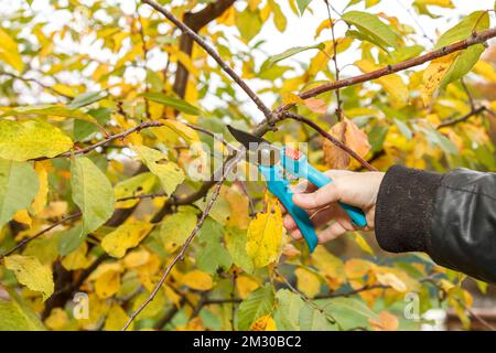 Fruit tree pruning. Garden scissors. Cutting tree branches with a pair of garden scissors is a common task for a gardener Stock Photo
