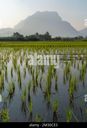 Scenic landscape view of Doi Luang Chiang Dao at sunset, third highest mountain in Thailand, with reflection in rice fields Stock Photo