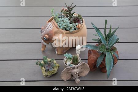 different varieties of succulents planted in beautiful ceramic clay pots in the shape of elephants stand on the table. Passion for growing and caring Stock Photo