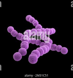 Group A streptococcus bacteria. STREP A Streptococcus pyogenes is a species of Gram-positive, aerotolerant bacteria in the genus Streptococcus. These bacteria are extracellular, and made up of non-motile and non-sporing cocci that tend to link in chains. This illustration depicted a 3D, computer-generated image, of a group of Gram-positive, Streptococcus pyogenes (group A Streptococcus) bacteria. The visualisation was based upon scanning electron microscopic (SEM) imagery.   Optimised version of an image produced by the US Centers for Disease Control and Prevention / credit CDC /J.Oosthuizen Stock Photo