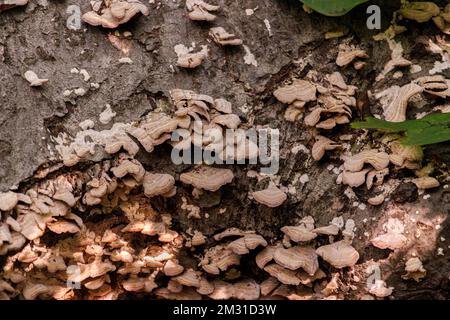 wild, scaly mushrooms, fungus growing on dead tree bark in a forest Stock Photo