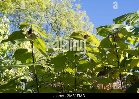 Autumn foliage of Catalpa x erubescens 'Purpurea' in UK garden October ...