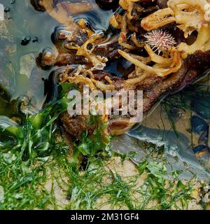 A survivor of the mass marine die off - a sea urchin surrounded by sea weed on rocks in the intertidal zone off Redcar Beach. Stock Photo