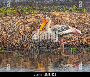 A painted stork hunting in a wet land Stock Photo