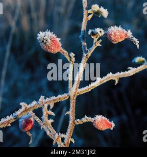 Bright red rose hips on their stems, covered in spikes of rime and frost, bright red against a muted winter undergrowth background. Stock Photo