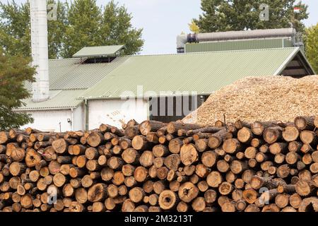 Huge rows of stacked logs at a logging sawmill, lumber yard, increasing demand for firewood due to rising gas price Stock Photo