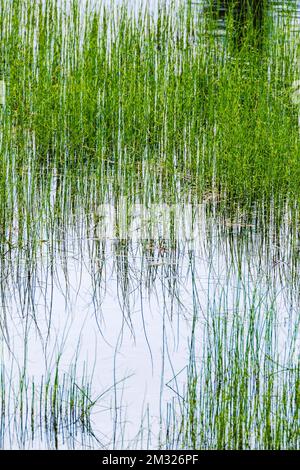 Marsh grasses in pond create abstract patterns; Dease Lake; along Stewart-Cassiar Highway; British Columbia; Canada Stock Photo