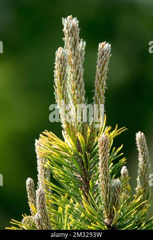 Pinus mugo, Mugo Pine spring shoots Pinus mugo 'Winter Gold' Stock Photo