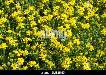 Genista sagittalis, Yellow blooms Broom, Winged Broom Stock Photo