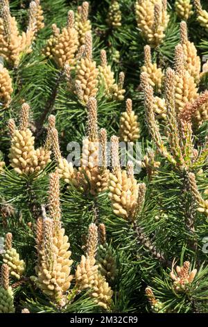 Mugo Pine Pinus mugo Laurin, Gymnosperm, Male Pine Stock Photo